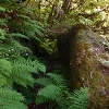 Plants: image 59 Of 208 Thumb